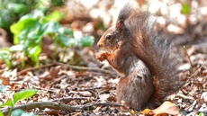 Eichhörnchen (16).jpg